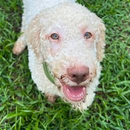 Glock (also known as Tank) - White Lagotto Romagnolo puppy in Summerfield, Florida from House Woller Lagotto
