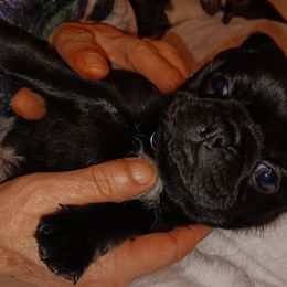 Boy 1 - Black Pug puppy in Duluth, Minnesota from Miller Pugs and Hugs