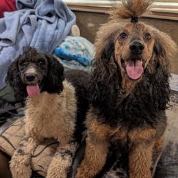 Chloe - Phantom female Poodle puppy in Magnolia, Texas from Celestial Jewels Poodles