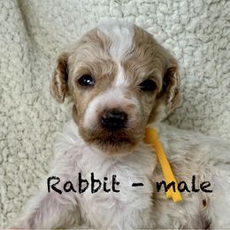 Rabbit - yellow collar - Parti male Poodle puppy in Peyton, Colorado from Fuzzybottoms Ranch LLC
