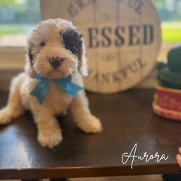 Aurora - Chocolate female Australian Labradoodle puppy in Anderson, Indiana from Walls Family Doodles