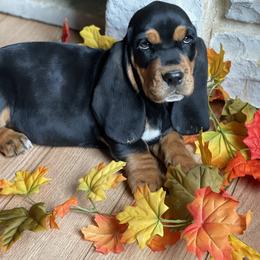 Basset Hound Puppies from Central Kentucky Basset Hounds