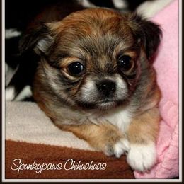 Chihuahua Puppies from Spunkypaws Chihuahuas