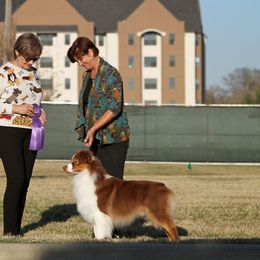 Australian Shepherd All Grown Up from Madalay Aussies
