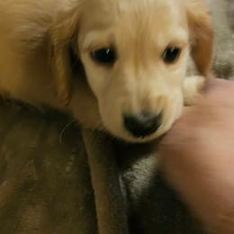 Andy - Red male Dachshund puppy in Lebanon, Oregon from Willow Moons Dachshunds