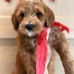 Eve - Red  female Goldendoodle puppy in Farmington, Utah from Proudfootdoodles