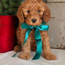 Labradoodle puppies from Copper Mini Labradoodles
