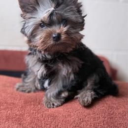 Punchie (pet only ) small - Black and gold male Yorkshire Terrier puppy in Daggett, Michigan from Hetzel’s Enchanted Yorkies (Michigan)