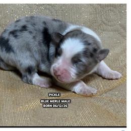 Pickle - Blue merle male Australian Shepherd puppy in Bethany, Connecticut from Wynter Thyme Manor Australian shepherds