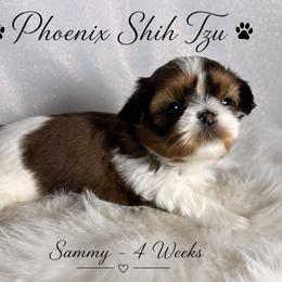 Sammy - Tricolor male Shih Tzu puppy in Hayden, Idaho from Phoenix Shih Tzu