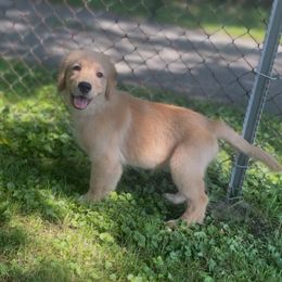 Giggles - Golden female Golden Retriever puppy in New York Mills, New York from Nevani Goldens & Siberians