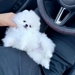 Iceman - White male Pomeranian puppy in Las Vegas, Nevada from PupsByNikki