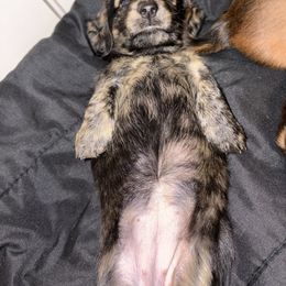Dasher - Brindle female Dachshund puppy in Cooper, Texas from Sassy Kat’s Dachshunds