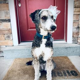 Riley - Aussiedoodle