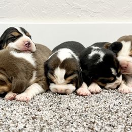 Beagles from Idaho Creekside Beagles