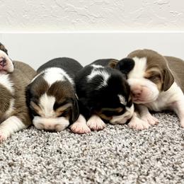 Beagles from Idaho Creekside Beagles