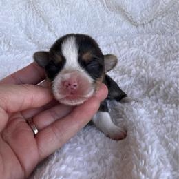 Boy 5 - Black and tan male Pembroke Welsh Corgi puppy in Beggs, Oklahoma from Blue Diamond Corgi’s