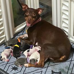Boy 1 - White black and tan male Rat Terrier puppy in Molalla, Oregon from The Puppy Patch Rat Terriers