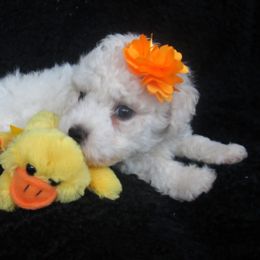 Bichon Frise Puppies from Kerley's Kuties