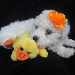 Bichon Frise Puppies from Kerley's Kuties