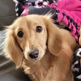 Madisyn - Dachshund