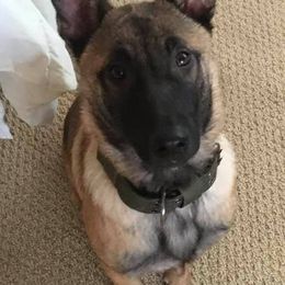 Belgian Malinois from Danielle Newton's Belgian Malinois