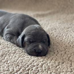 Blue Brindle Point - Blue female Great Dane puppy in Kimball, Michigan from Starlight Danes