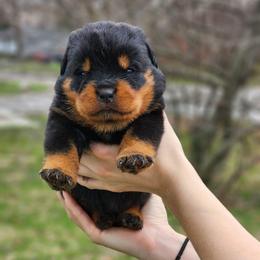 Female 1 Vom Jager Haus - Black and mahogany female Rottweiler puppy in Reynoldsburg, Ohio from Vom Jager Haus Rottweilers