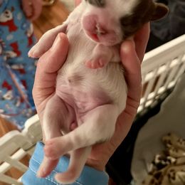Shih Tzu Puppies from Cutshall Babies