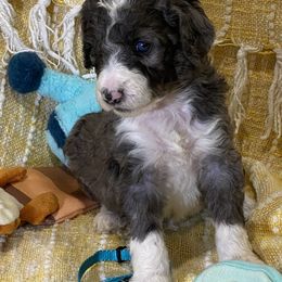 Aussiedoodle, Goldendoodle, and Sheepadoodle Puppies from The Yuppy Puppy Doodle Company
