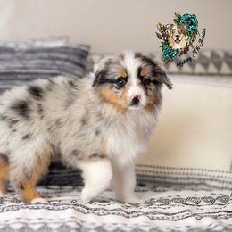 Miniature Australian Shepherd Puppies from Rocking AW Aussies