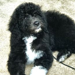 Bernedoodle and Sheepadoodle Puppies from Penny Harris