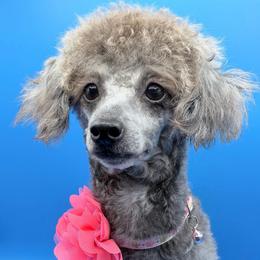 Anna - Poodle