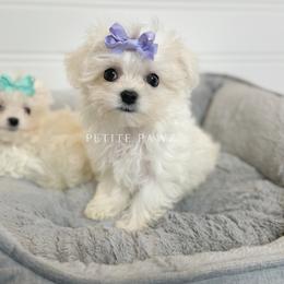 Mal-Shi and Maltese Puppies from Petite Pawz