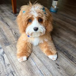 Sundance - Cavapoo