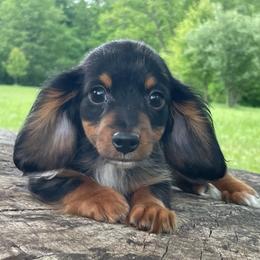 Odin - Dapple male Dachshund puppy in Industry, Illinois from KDKs Kennels