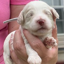 Ghost - Red roan male Cockapoo puppy in Mocksville, North Carolina from Little Bear Doodles