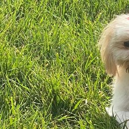Shihpoos and Shih Tzus from Noel’s Little Shitz