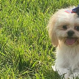 Shihpoos and Shih Tzus from Noel’s Little Shitz