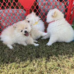 Pomeranian Puppies from Brumback Poms