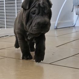 Crunch - Blue dilute female Chinese Shar-Pei puppy in Bakersfield, California from Cashmerewrinkles