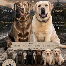 Dilute Retriever puppies from NorCal Silver & Coal Labradors