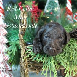 Red collar - Chocolate male Goldendoodle puppy in Plattsburgh, New York from Adirondack Poodles Goldendoodles,Bernedoodles & Schnoodles