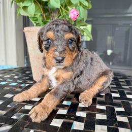 Jacob - Blue merle male Bernedoodle puppy in Bowling Green, Ohio from FDF Pyredoodles & Bernedoodles