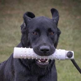 Labrador Retrievers from Loyalsock Farm