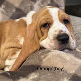 Orange - Mahogany and white male Basset Hound puppy in Poland, Indiana from Bolderosa Bassets