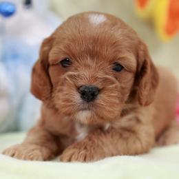 Dark Green girl - Red phantom female Assorted Doodle Crosses puppy in Colonial Beach, Virginia from Bristol Mine Kennels