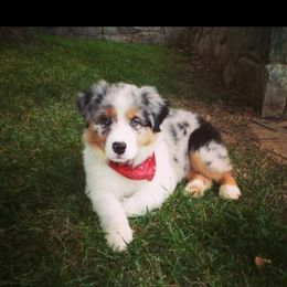 Australian Shepherd Puppies from Kelbrook Farm Australian Shepherds