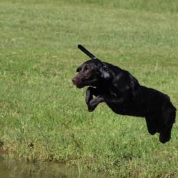 Piper - Labrador Retriever