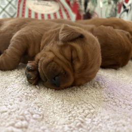 Purple - Yellow female Labrador Retriever puppy in Canton, Georgia from Dukes Retirevers